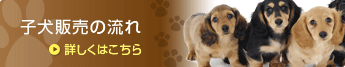 子犬販売の流れ