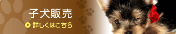 子犬販売