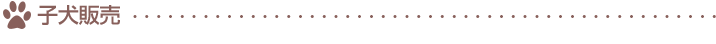 子犬販売