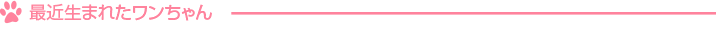 最近生まれたワンちゃん