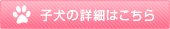 子犬の詳細はこちら